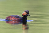 Image. Black-necked Grebe