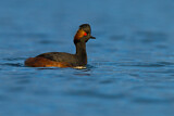 Image. Black-necked Grebe