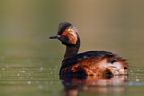 Image. Black-necked Grebe