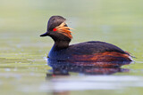 Image. Black-necked Grebe