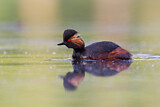 Image. Black-necked Grebe