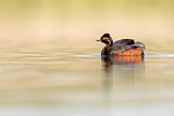 Image. Black-necked Grebe