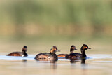 Image. Black-necked Grebe