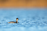Image. Black-necked Grebe