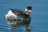 Image. Black-necked Grebe