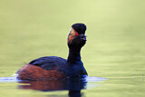 Image. Black-necked Grebe