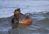 Image. Black-necked Grebe