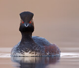 Image. Black-necked Grebe