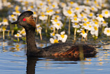 Image. Black-necked Grebe