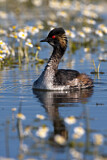 Image. Black-necked Grebe