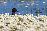 Image. Black-necked Grebe