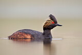 Image. Black-necked Grebe