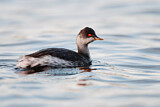 Image. Black-necked Grebe