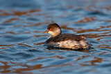 Image. Black-necked Grebe