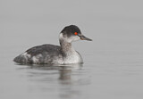 Image. Black-necked Grebe