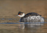 Image. Black-necked Grebe