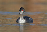 Image. Black-necked Grebe