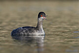 Image. Black-necked Grebe