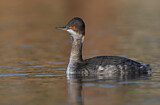 Image. Black-necked Grebe