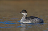 Image. Black-necked Grebe