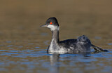 Image. Black-necked Grebe