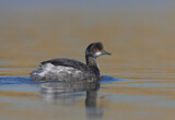 Image. Black-necked Grebe