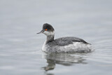 Image. Black-necked Grebe