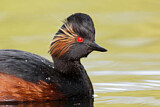 Image. Black-necked Grebe