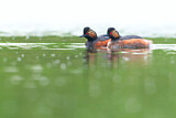 Image. Black-necked Grebe