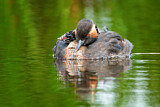 Image. Black-necked Grebe