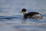 Image. Black-necked Grebe