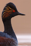 Image. Black-necked Grebe