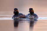 Image. Black-necked Grebe