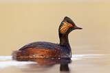 Image. Black-necked Grebe