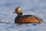 Image. Black-necked Grebe