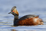 Image. Black-necked Grebe