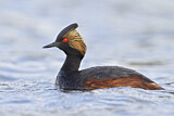 Image. Black-necked Grebe