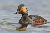 Image. Black-necked Grebe