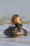 Image. Black-necked Grebe