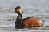 Image. Black-necked Grebe