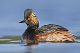 Image. Black-necked Grebe