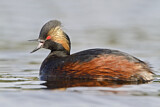 Image. Black-necked Grebe