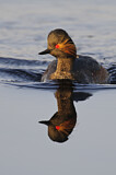 Image. Black-necked Grebe