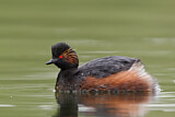 Image. Black-necked Grebe