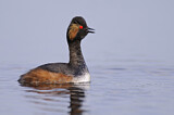 Image. Black-necked Grebe