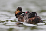 Image. Black-necked Grebe