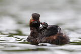 Image. Black-necked Grebe