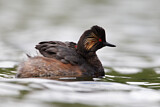 Image. Black-necked Grebe