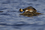 Image. Black-necked Grebe