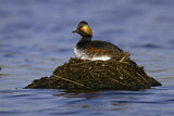 Image. Black-necked Grebe